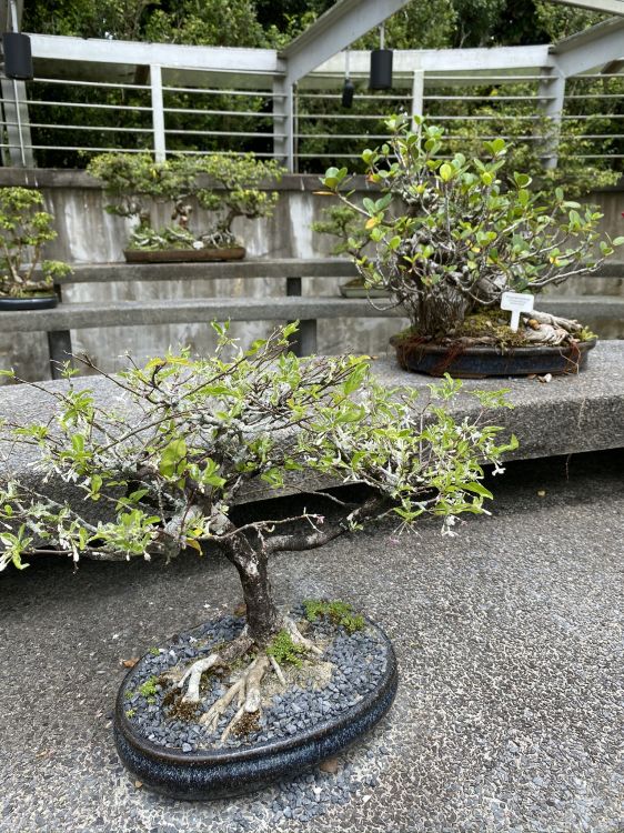Обои дерево, китайская сладкая слива, бонсай, цветочный горшок, цветок в разрешении 1536x2048