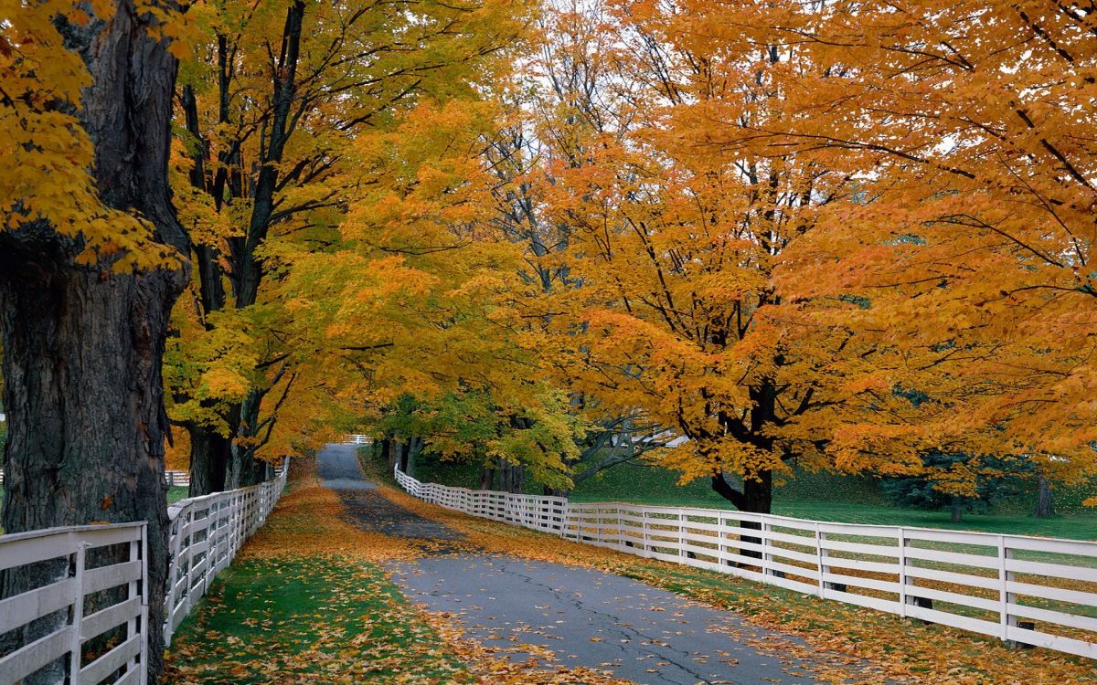 Обои дерево, лист, природа, осень, древесные растения в разрешении 2560x1600