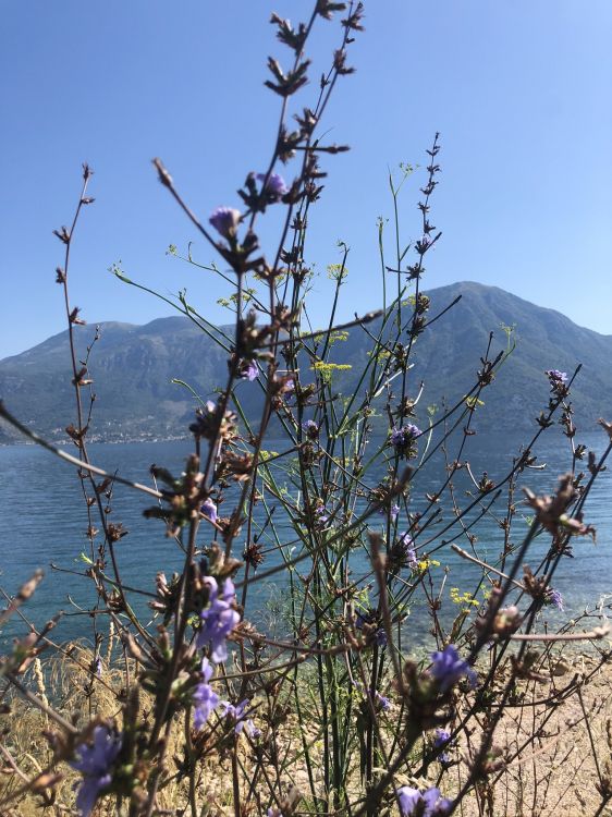 Обои Флора, физика, наука, биология, цветок в разрешении 1536x2048