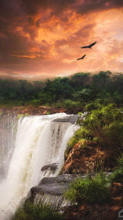 Обои водопад, облако, вода, растение, птица в разрешении 1440x2560