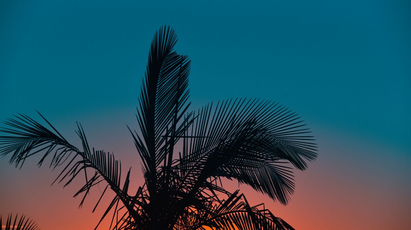 Обои дерево, Пальма, растение, древесные растения, музыка в разрешении 3840x2155