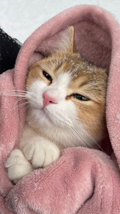 Обои европейская короткошерстная, эгейская кошка, всегда арабский, Охос Azules, полосатый кот в разрешении 1440x2560