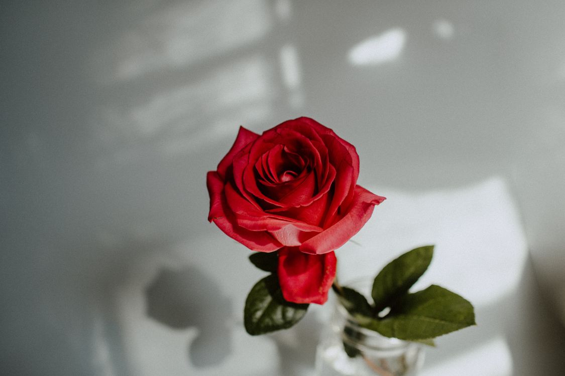 Обои Роза, цветок, сад роз, красный цвет, белые в разрешении 5568x3712