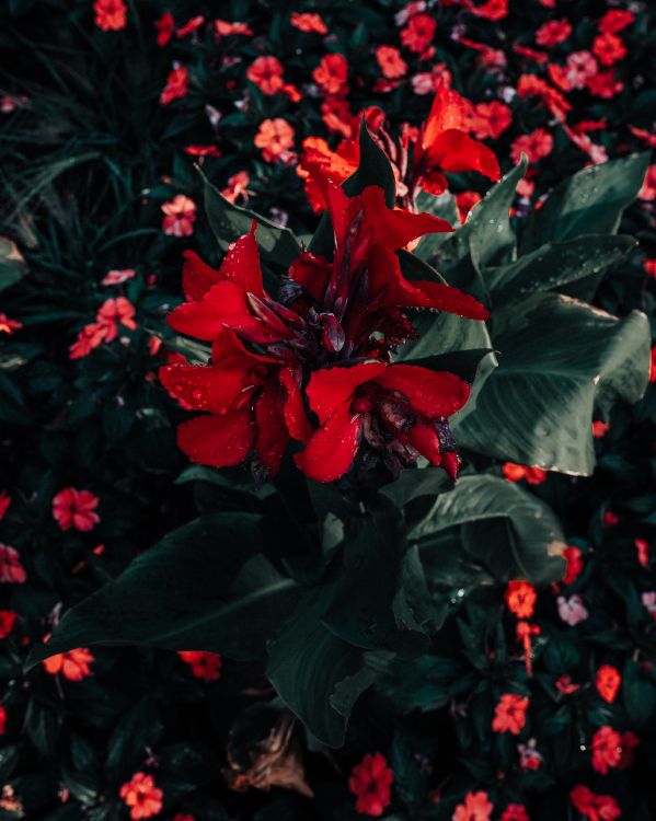 Обои пуансеттия, цветок, красный цвет, растение, цветковое растение в разрешении 3430x4288