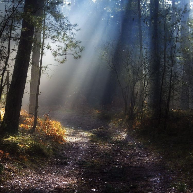 Обои природа, лес, дерево, солнечный свет, лесистая местность в разрешении 2048x2048