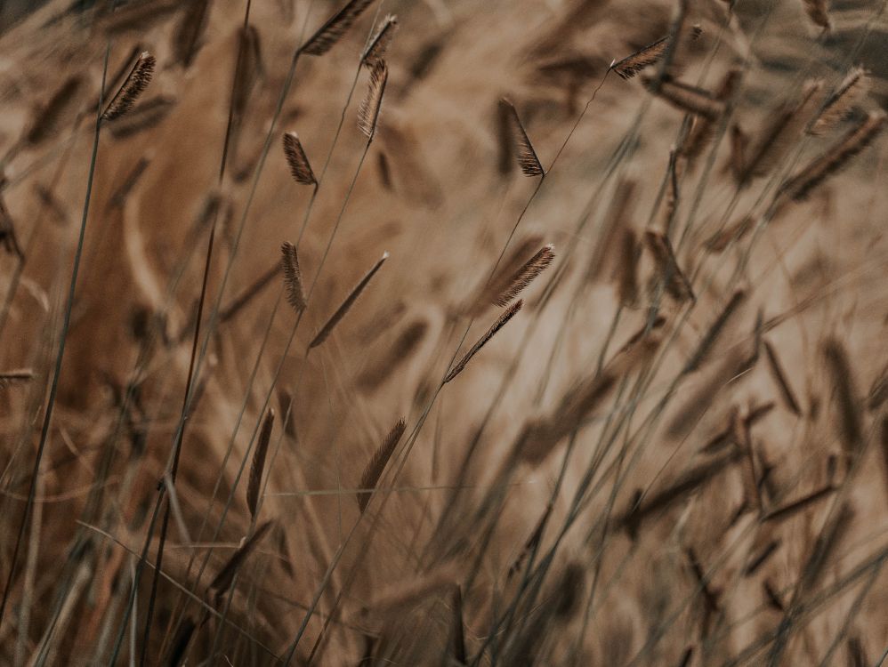 Обои стебель растения, коричневый цвет, семейство травы, растение, лист в разрешении 4592x3448