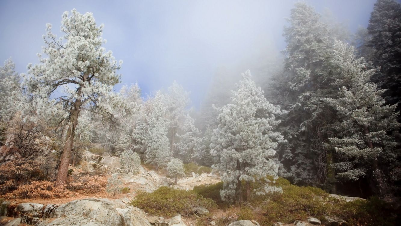 Обои зима, дерево, дымка, туман, дикая местность в разрешении 2560x1440