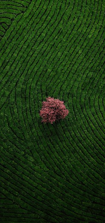 Обои почвопокровная, сельское хозяйство, пол, узор, пейзаж в разрешении 1422x3000