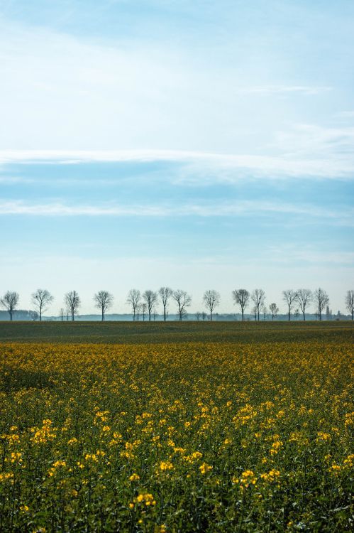 Обои поле, желтый, природный ландшафт, весна, окружающая среда в разрешении 3351x5027