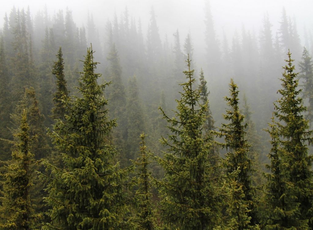 Обои дерево, ель, растительность, пихта, лес в разрешении 1920x1408