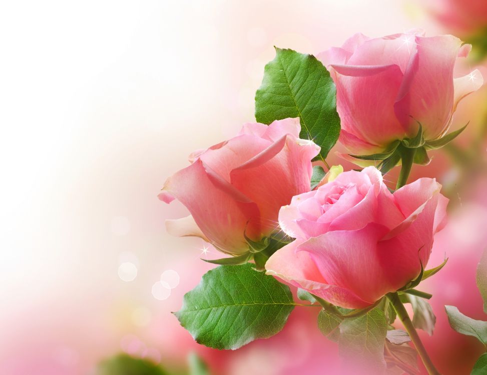 Обои Роза, цветочный букет, цветочный дизайн, розовый, цветковое растение в разрешении 4698x3619