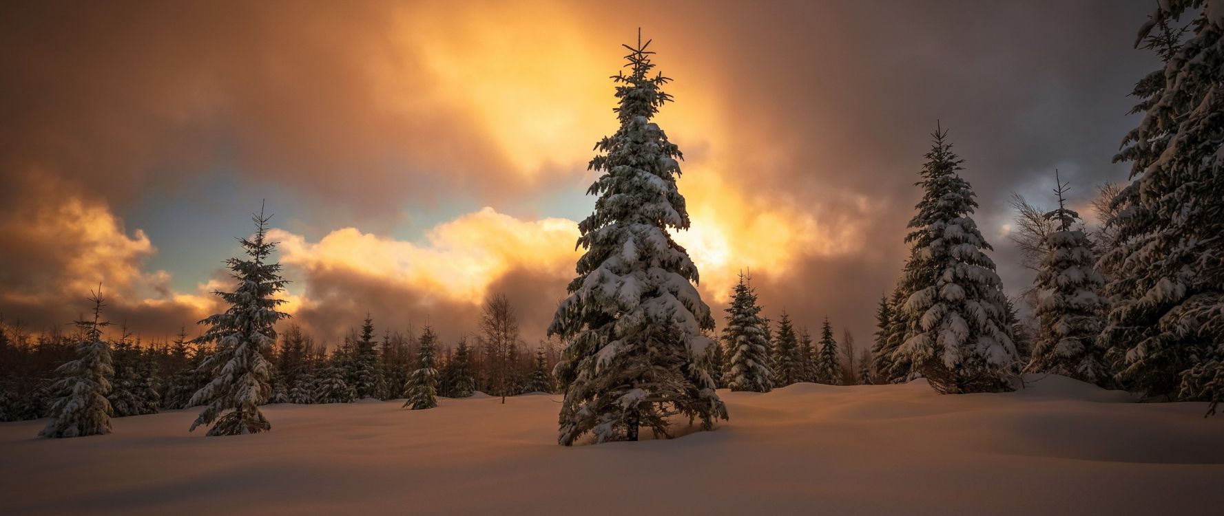 Обои ель, снег, дерево, природа, зима в разрешении 2560x1080