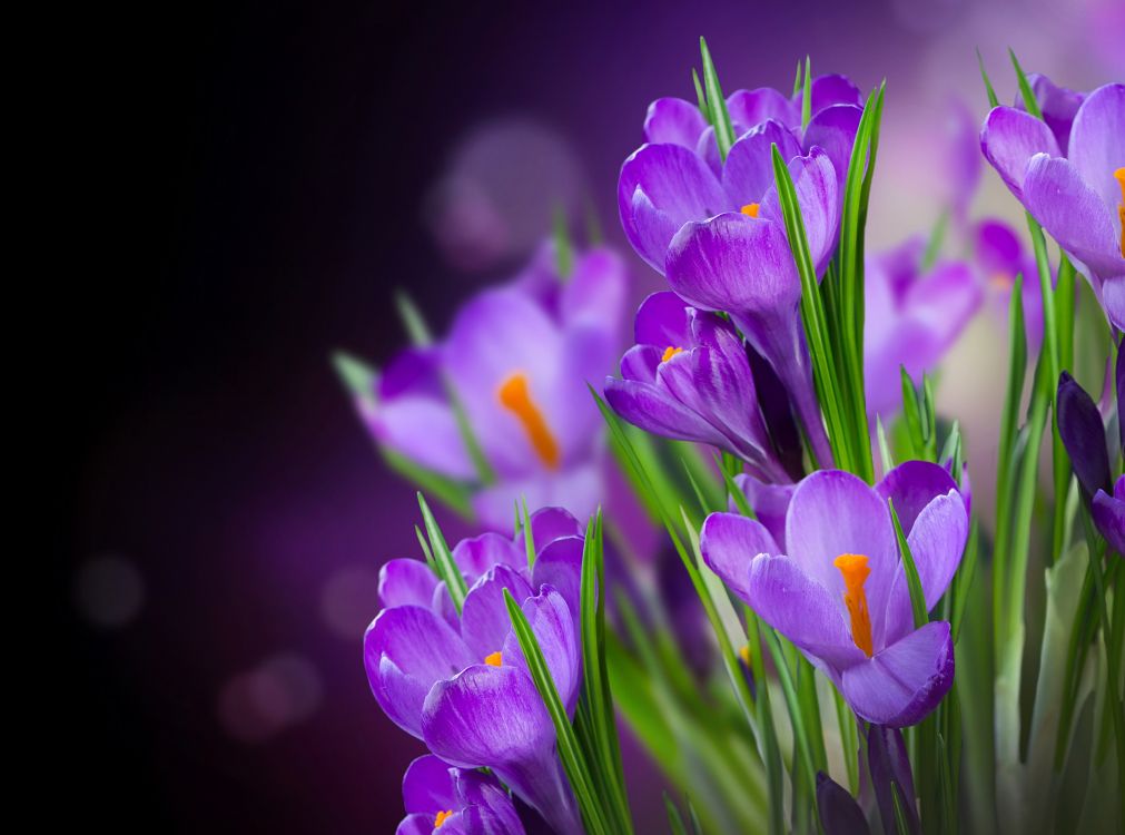 Обои Крокус, Фиолетовый, пурпур, цветковое растение, лепесток в разрешении 2560x1899