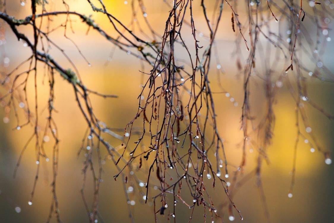 Обои дождь, осень, ветвь, вода, желтый в разрешении 2048x1365