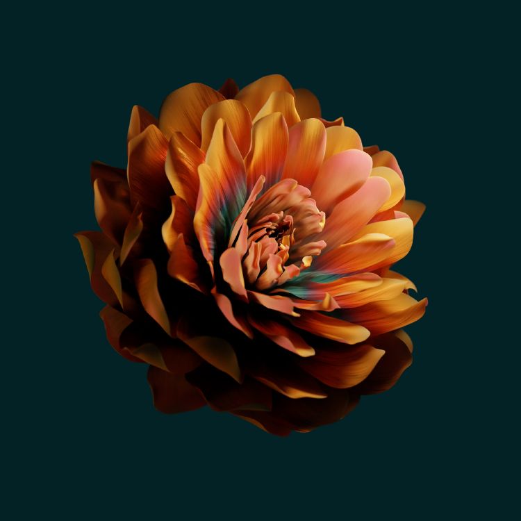 Обои Huawei, huawei emui, цветок, Xiaomi, лепесток в разрешении 2496x2496