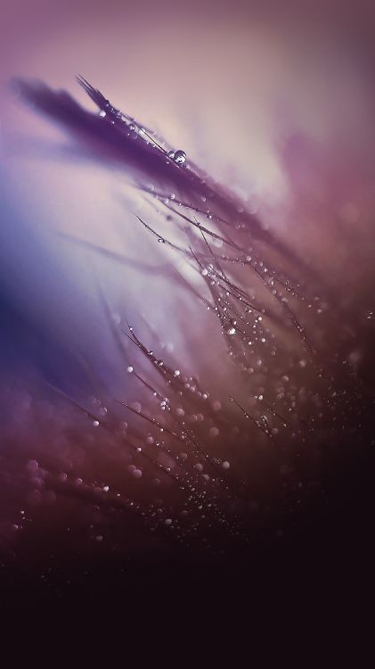 Обои ZTE, ZTE MiFavor, пурпур, Фиолетовый, атмосфера в разрешении 1440x2560