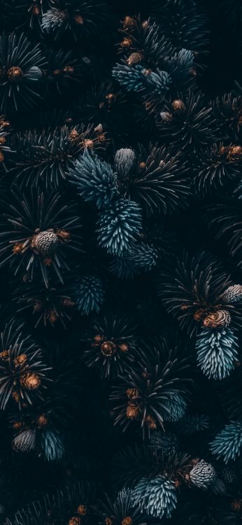 Обои растение, наземное растение, растительность, полночь, симметрия в разрешении 1797x3889