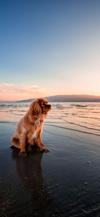 Обои чау чау, кавалер Кинг Чарльз спаниель, английский кокер спаниель, кот, лабрадор в разрешении 1080x2340