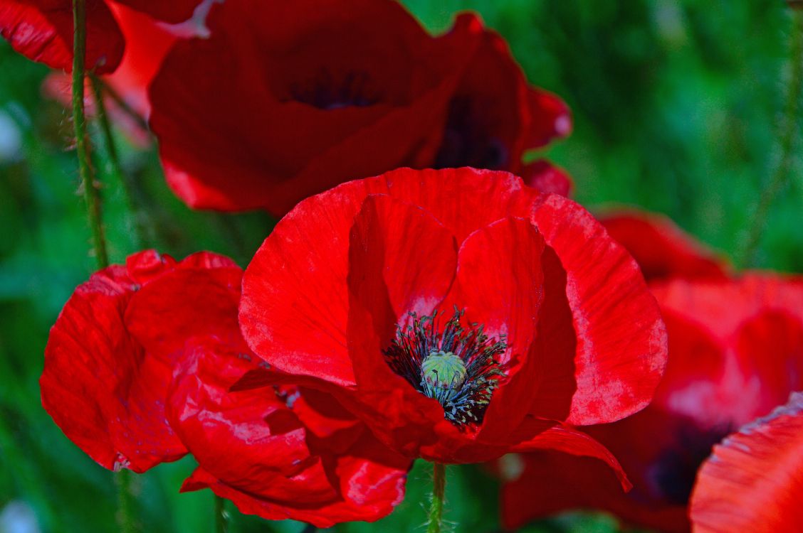 Обои распространенные мака, цветок, цветковое растение, красный цвет, лепесток в разрешении 5330x3543