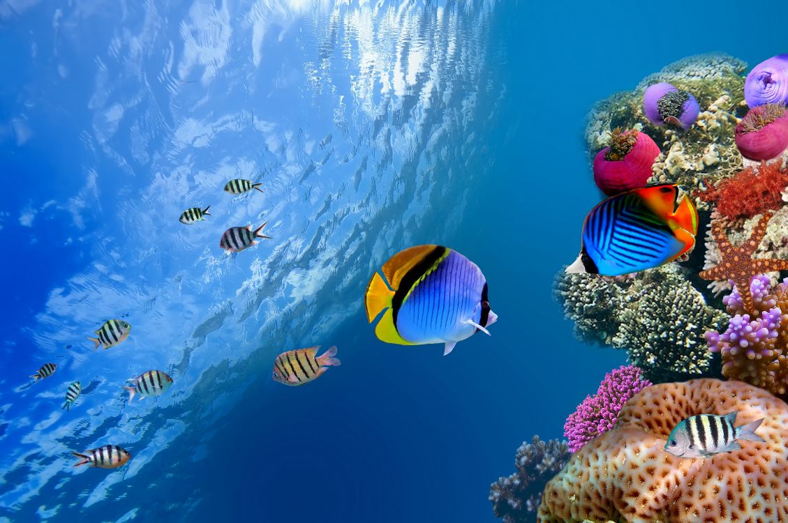 Обои коралловый риф, коралловый риф рыбы, подземные воды, рыба, морская биология в разрешении 5146x3418