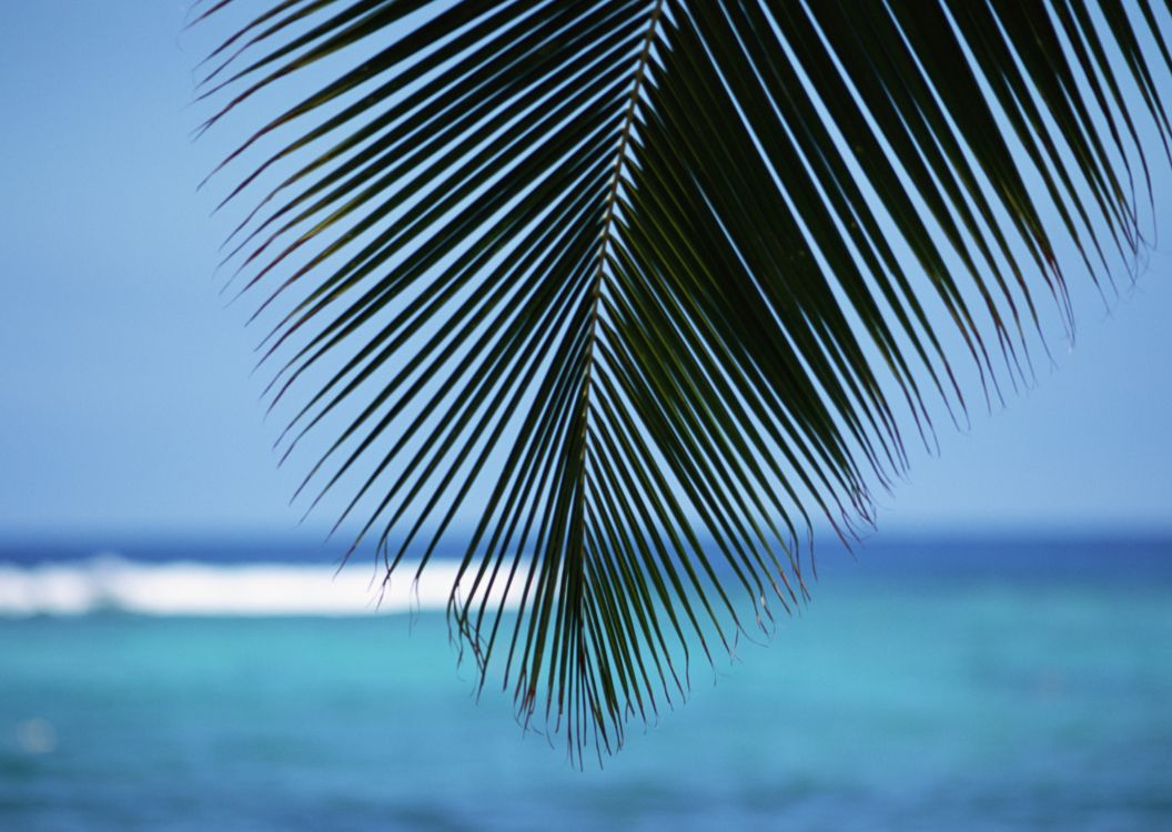 Обои море, дерево, тропическая зона, Пальма, небо в разрешении 2950x2094