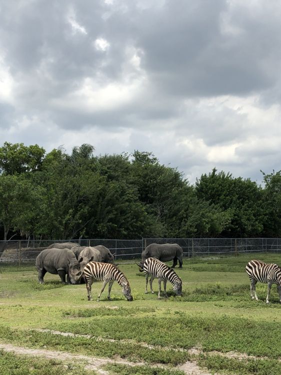 Обои сенокосное угодье, природный заповедник, зебра, природный ландшафт, пастбище в разрешении 1536x2048