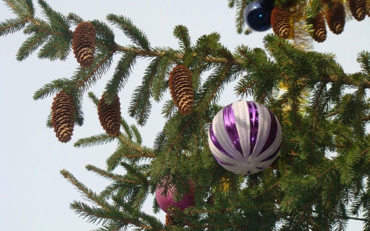 Обои елка, Новый год, Рождественские украшения, ветвь, пихта в разрешении 1920x1200