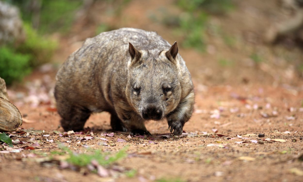 Обои Южный шерстистоносый вомбат, Общие вомбат, Северная шерстистоносый вомбат, наземные животные, живая природа в разрешении 2000x1200