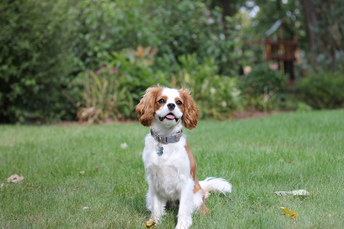 Обои собака компаньон, американский кокер спаниель, бордер колли, кавалер Кинг Чарльз спаниель, аляскинский кли Кай в разрешении 5184x3456