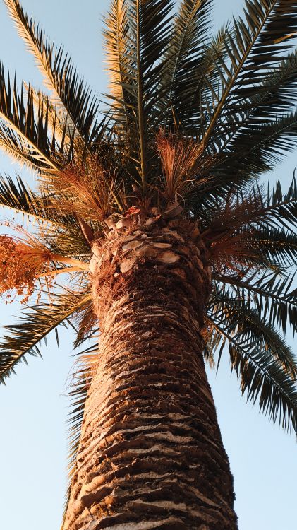 Обои Пальма, borassus flabellifer, небо, древесные растения, дерево в разрешении 2250x4000