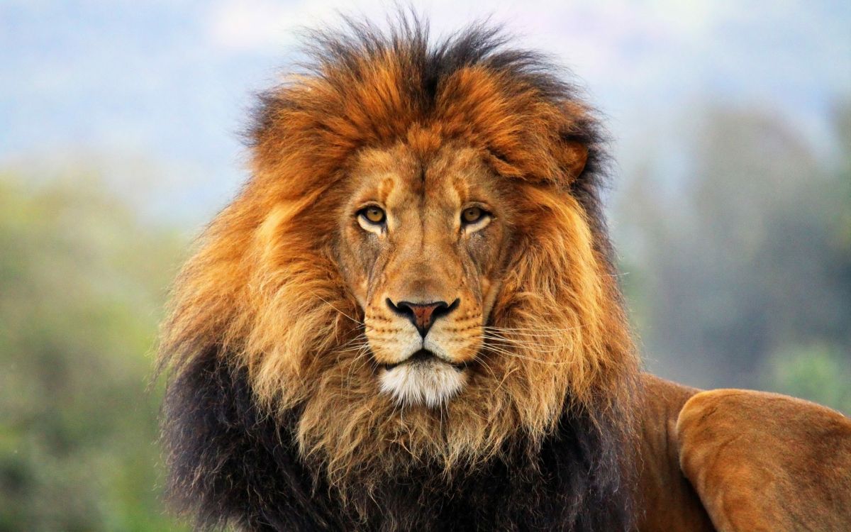 Обои Лев, живая природа, масаи Лев, наземные животные, грива в разрешении 2560x1600