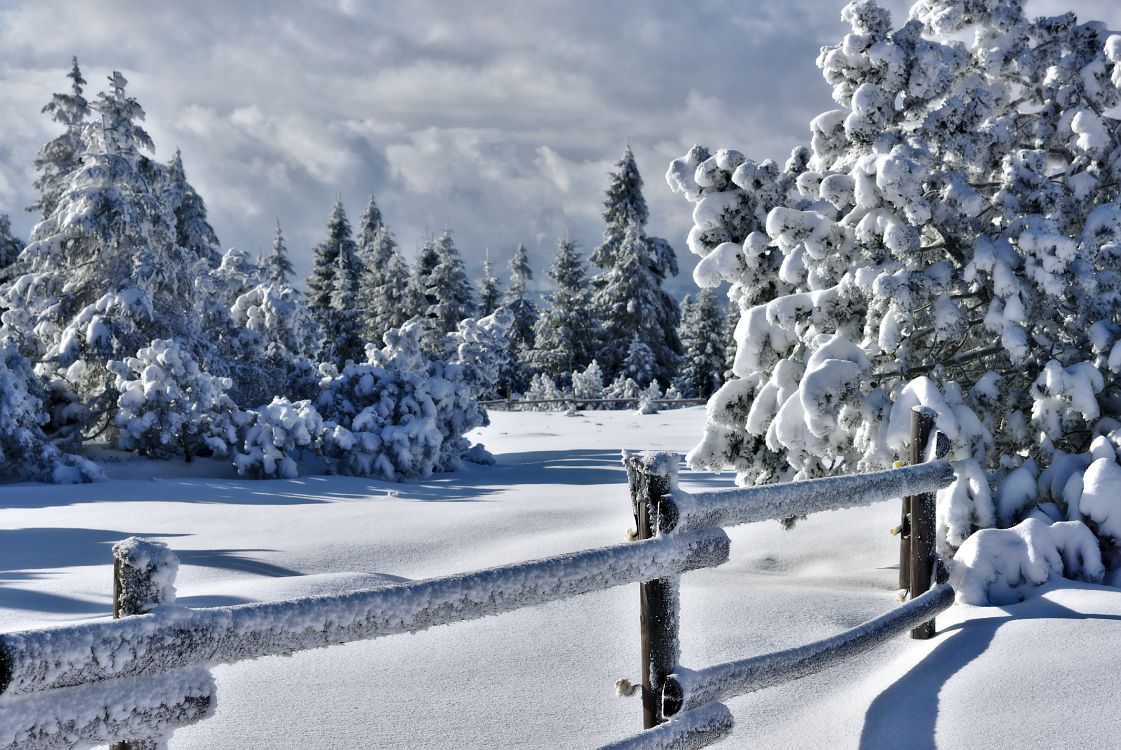 Обои снег, ель, дерево, зима, замораживание в разрешении 5721x3825