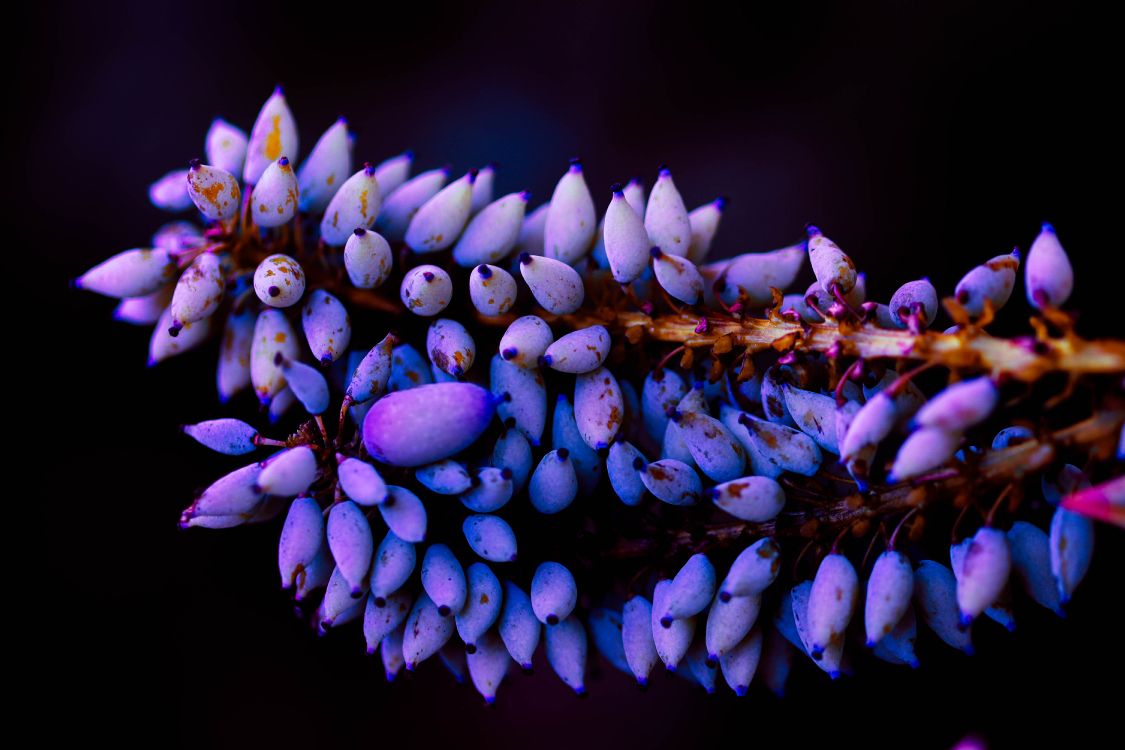 Обои цветок, пурпур, лаванда, Фиолетовый, растение в разрешении 6000x4000