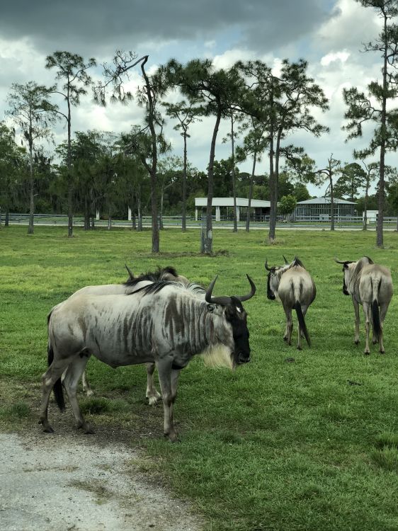 Обои живая природа, природный заповедник, наука, дерево, равнина в разрешении 1536x2048