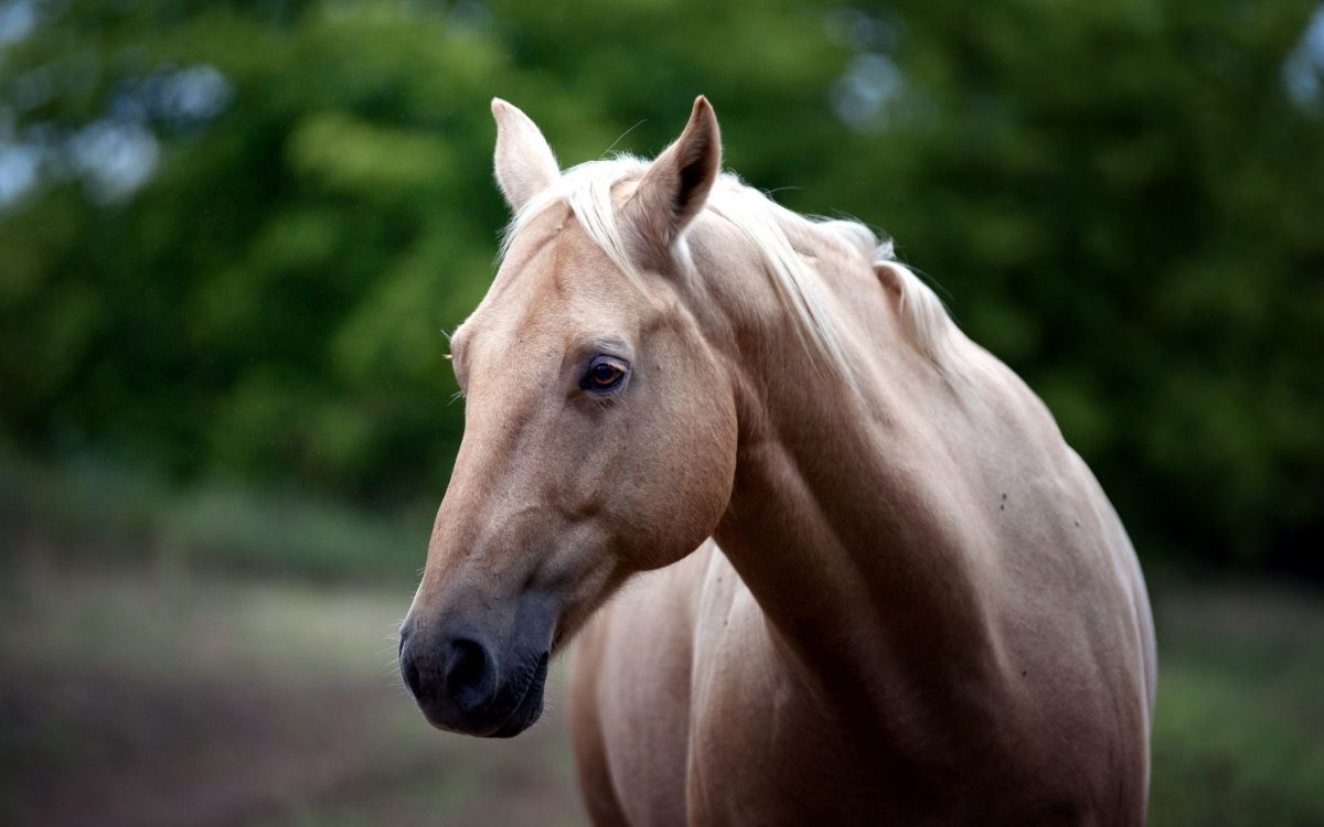 Обои Арабская лошадь, жеребец, грива, кобыла, Мустанг лошадь в разрешении 2560x1600