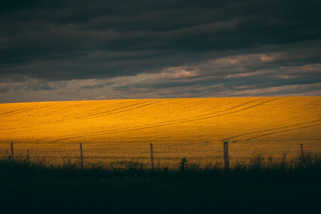 Обои экорегион, небо, поле, прерия, желтый в разрешении 5139x3426