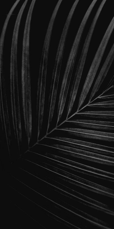 Обои черный и белый, крупный план, монохромный, автомобильные шины, древесина в разрешении 1600x3200