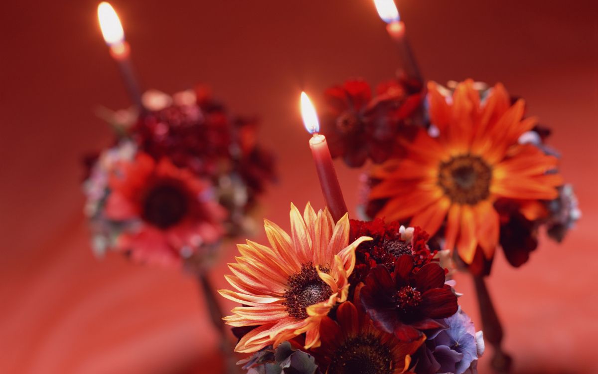 Обои свеча, цветок, Кандела, растение, лепесток в разрешении 2560x1600