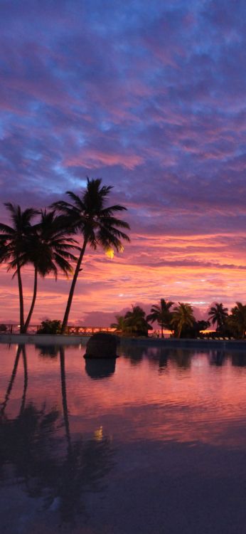 Обои закат, облако, вода, растение, послесвечение в разрешении 1080x2340