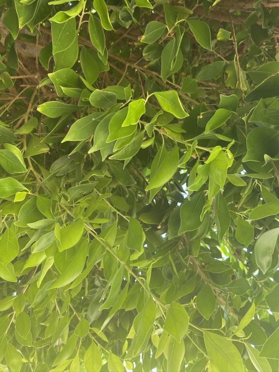 Обои лист, биология, рассада, наука, древесные растения в разрешении 1536x2048