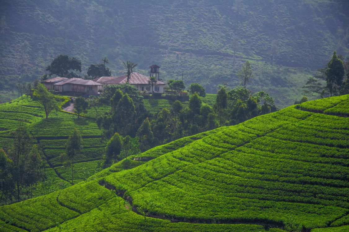Обои ШриЛанка, нагорье, терраса, горная станция, поле в разрешении 4500x3000