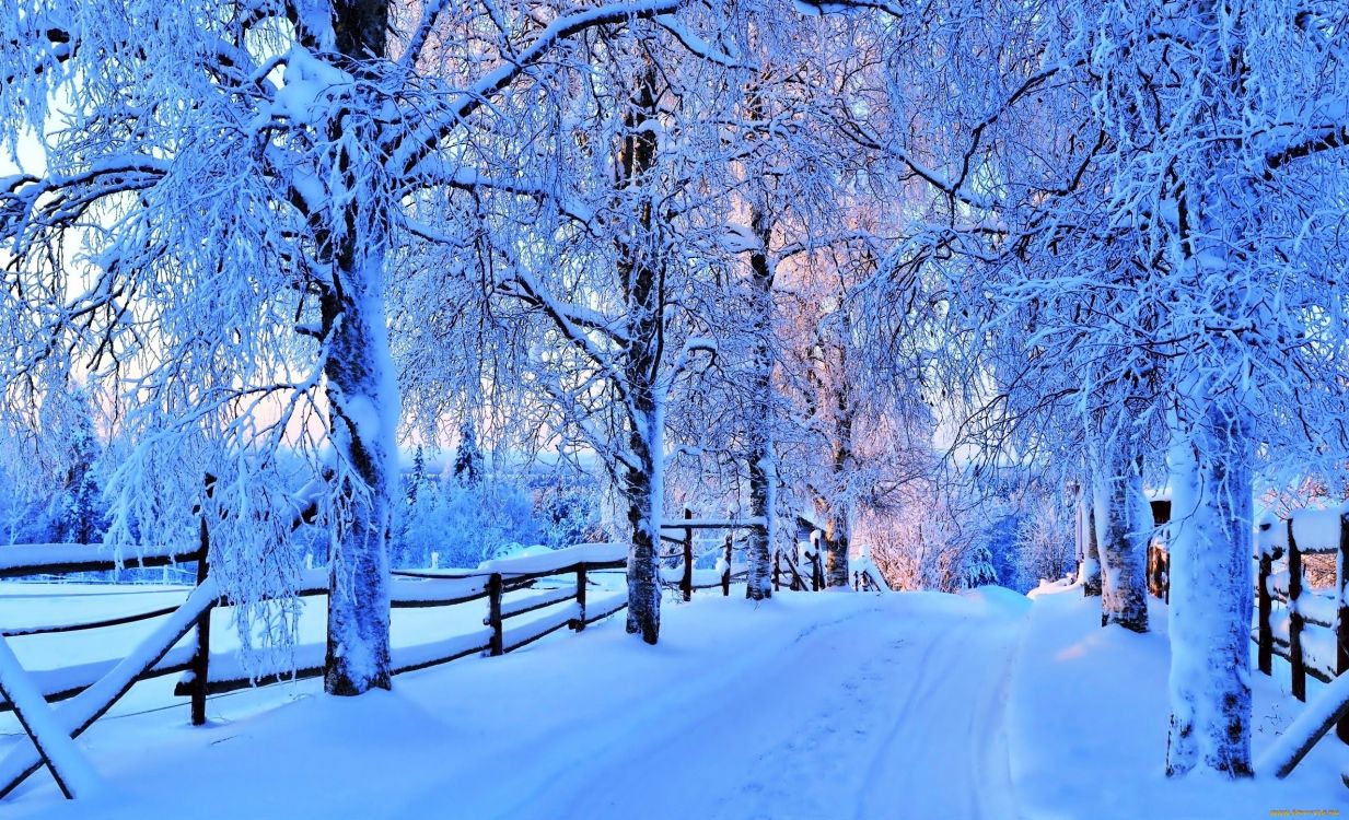 Обои снег, зима, дерево, природа, синий в разрешении 2560x1557