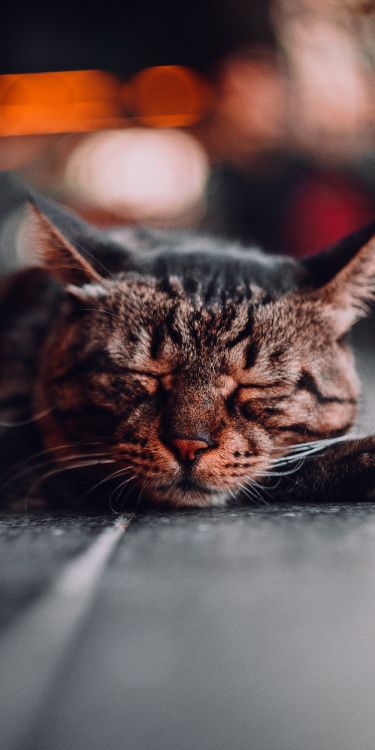 Обои бакенбарды, кот, полосатый кот, наука, кошачьих в разрешении 2000x4000