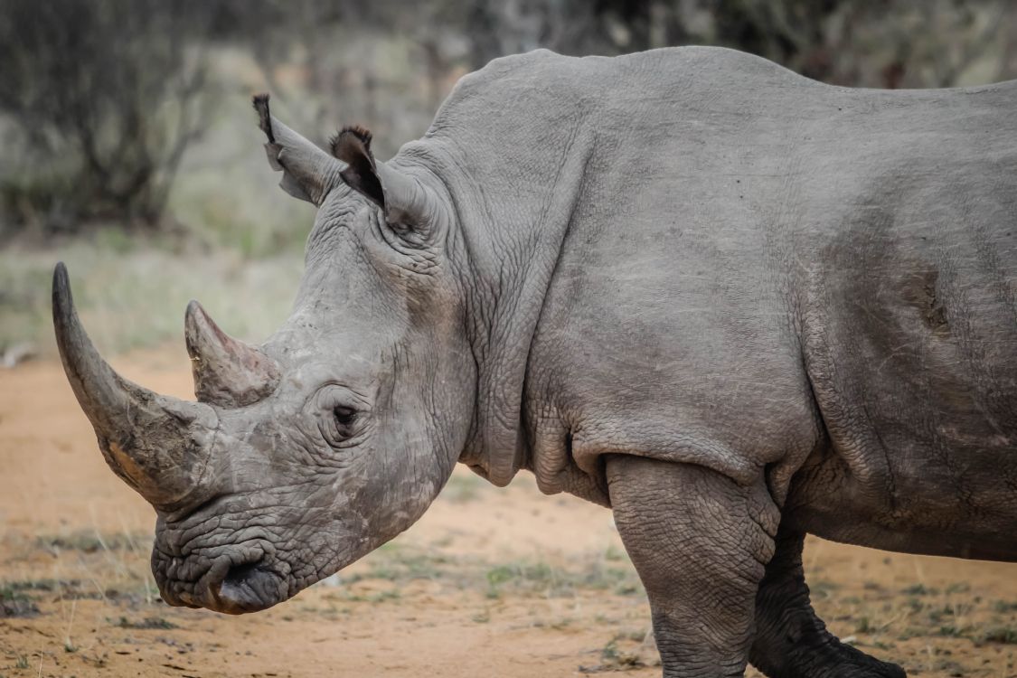 Обои носорог, черный носорог, браконьерство, рог, наземные животные в разрешении 5184x3456