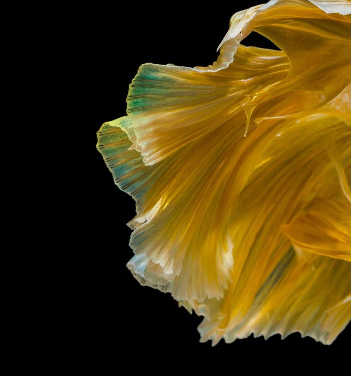 Обои Huawei, Huawei Nova, Huawei Nova 4, hnh nn huawei nova 4, Huawei Nova 3 в разрешении 2160x2310