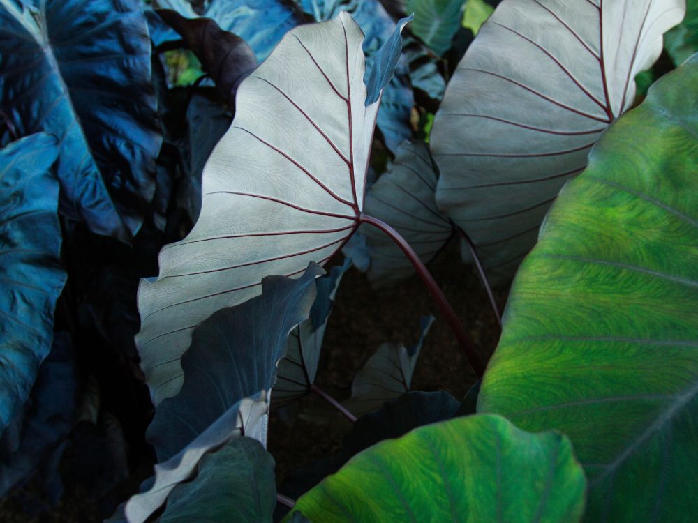 Обои айпад, ipad pro, apple, iPad Pro 2017, яблоко в разрешении 4619x3463