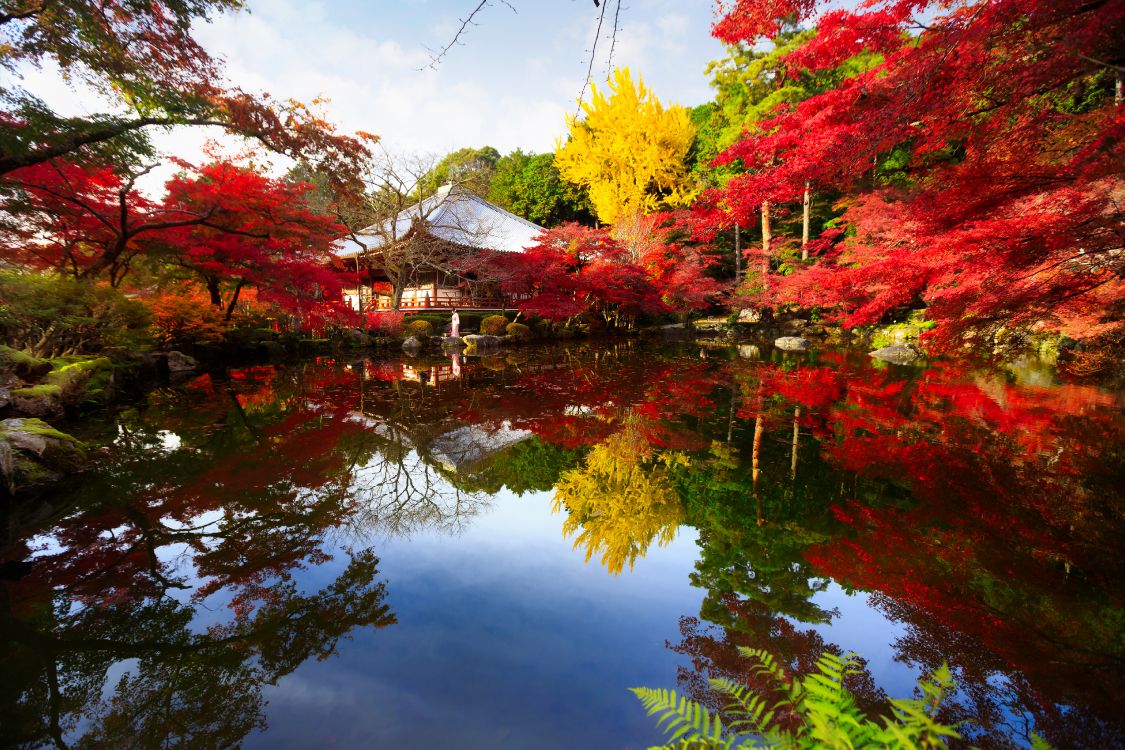 Обои природа, дерево, отражение, лист, осень в разрешении 4800x3200