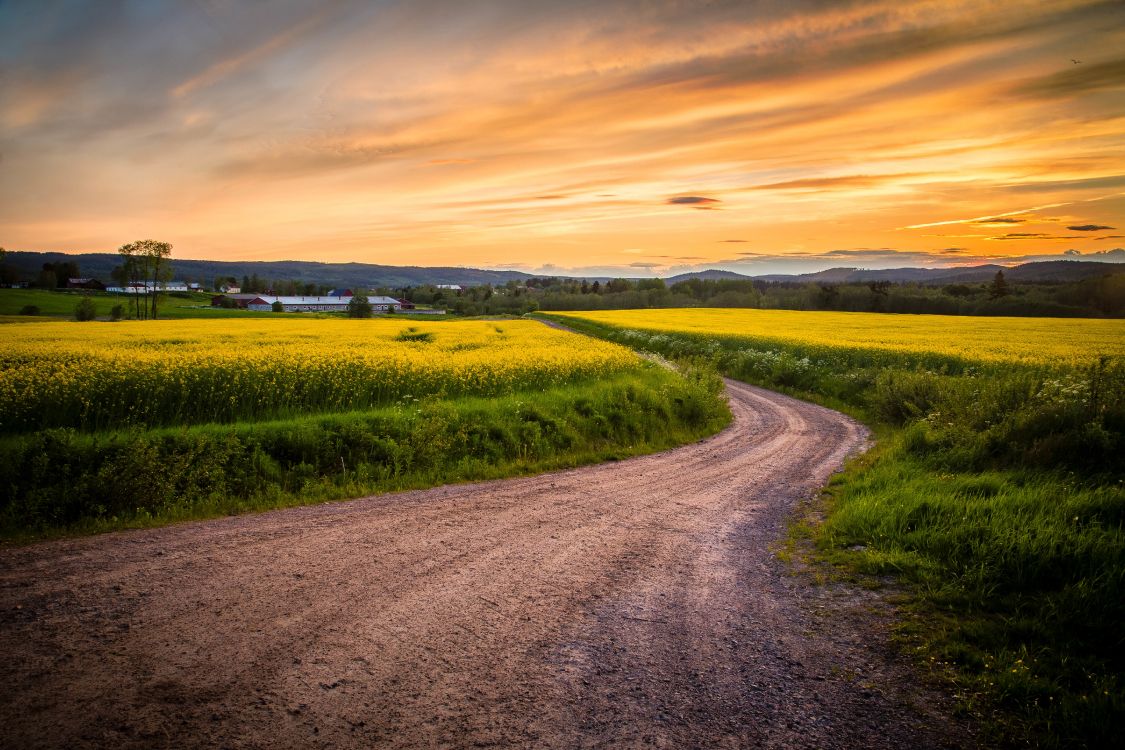 Обои горизонт, дорога, поле, закат, желтый в разрешении 5469x3646