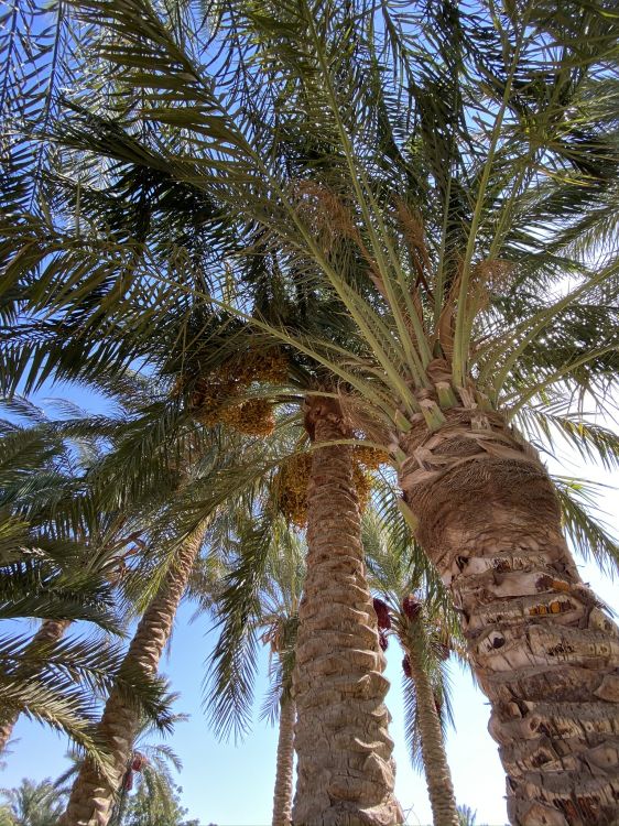 Обои финиковая пальма, Бабассу, Кокос, дерево, древесные растения в разрешении 1536x2048