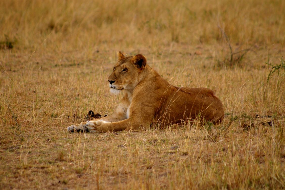 Обои Лев, сафари, живая природа, наземные животные, масаи Лев в разрешении 3008x2000